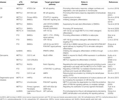 Novel Insights Into the Multifaceted Functions of RNA n6-Methyladenosine Modification in Degenerative Musculoskeletal Diseases